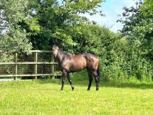 Ned Cash racehorse