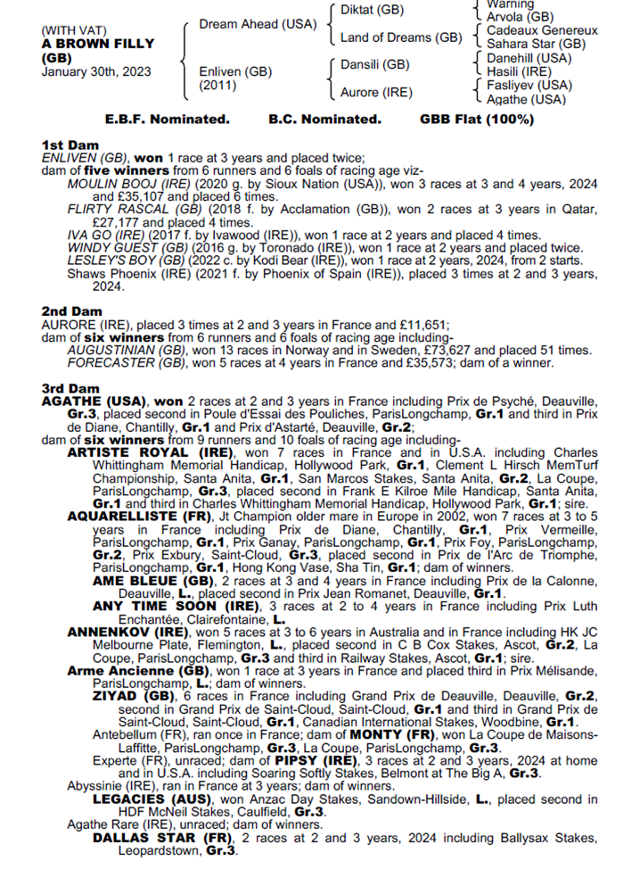 dream-ahead-pedigree-jpg